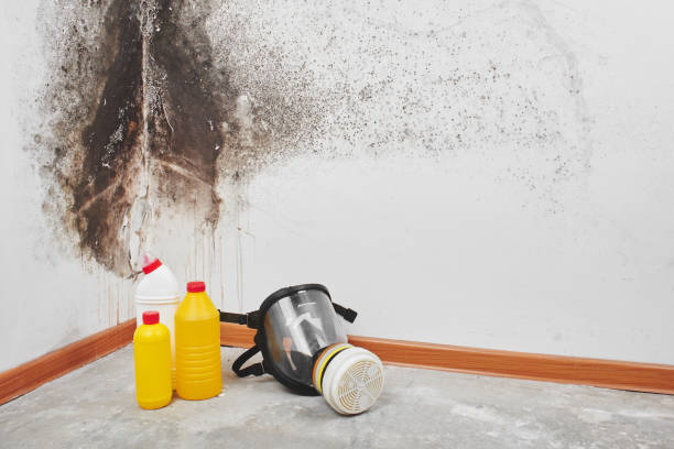 Best Certified Mold Removal  in Park City, IL