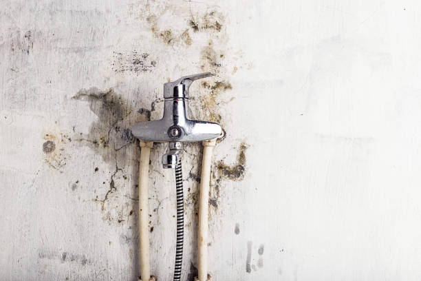 Mold Removal and Inspection in Park City, IL