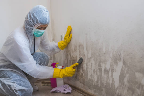Best Mold Testing  in Park City, IL