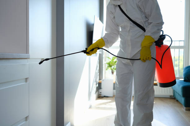 Best Fast Mold Removal  in Park City, IL