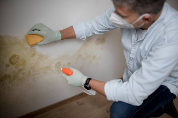 Best Black Mold Removal  in Park City, IL