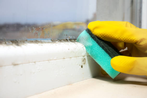 Best Crawl Space Mold Removal  in Park City, IL