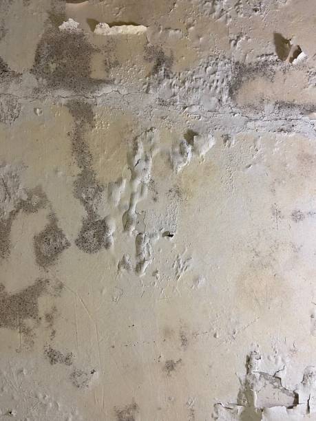 Best Emergency Mold Removal  in Park City, IL